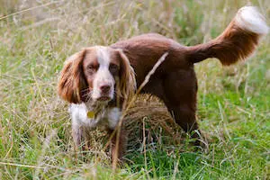 Field Spaniel